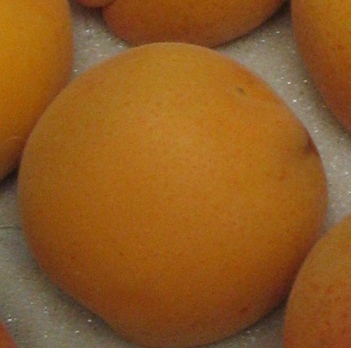 Apricot Palsteyn